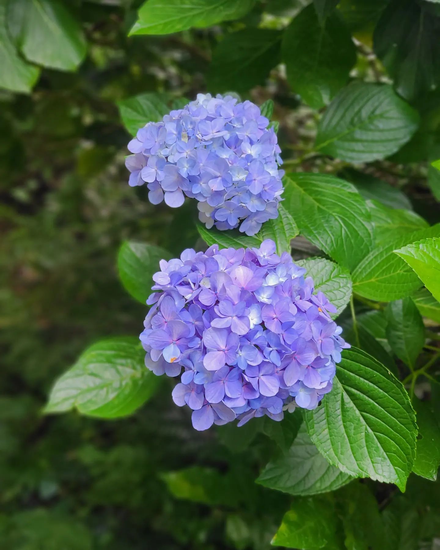 本日ご来店のお客様。予定が分からず前日のご予約でしたがご希望のお時間に入れました。前日や当日のご予約でも空きがあれば入れますのでご連絡お待ちしてます⁡
⁡⁡
⁡明日からお出かけということでフェイシャルとマツエク付け放題。お出かけ前に綺麗になれて良かったと。お話してたら写真撮り忘れてしまいました(ㅇωㅇ；)⁡
⁡⁡
⁡めんたいパークのお土産ありがとうございます(*ˊᗜˋ*)/°•· ✿ thank you ✿ ·•°⁡⁡
⁡⁡
⁡青汁も美味しくて飲みやすかったです(*´ч`*)
⁡⁡
⁡明日からお出かけ楽しんできてくださいヾ(´︶`*)ﾉ♬⁡
⁡⁡
⁡ #伊勢崎プライベートサロン⁡
⁡ #完全予約制⁡
⁡ #マツエク⁡
⁡ ⁡
⁡ #フェイシャルエステ⁡
⁡ #めんたいパーク⁡
⁡ #お土産⁡
⁡ ⁡
⁡ #シャクリー⁡
⁡